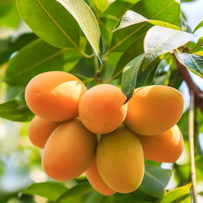 🥭Sweet Superior Pink Mango for Plant seeds