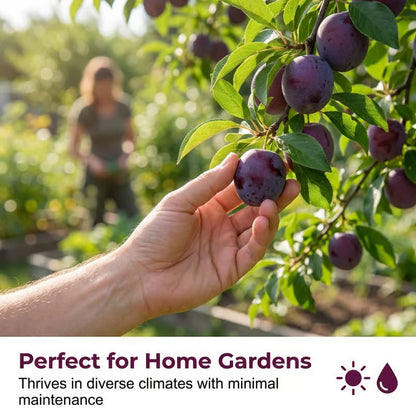 🍑Heirloom Non-GMO Grafted Plum Tree