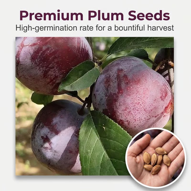 🍑Heirloom Non-GMO Grafted Plum Tree
