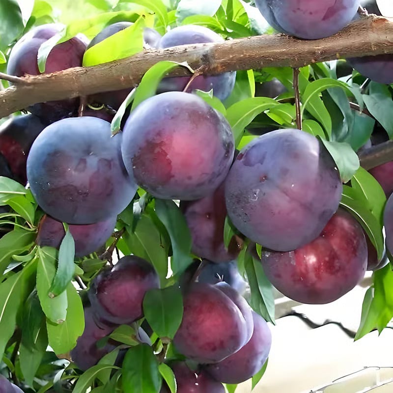 🍑Heirloom Non-GMO Grafted Plum Tree